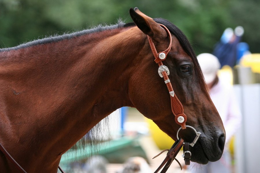 Thalmeier-Ranch 2010 007