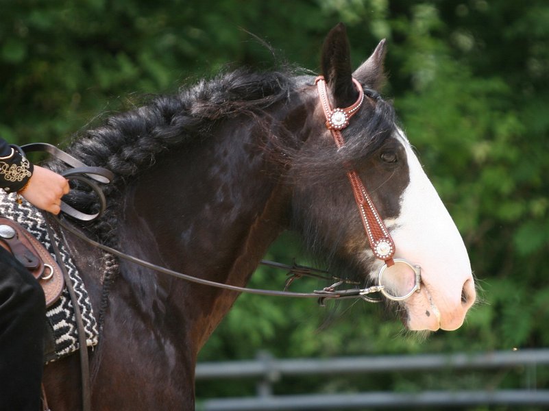 Thalmeier-Ranch 2010 068