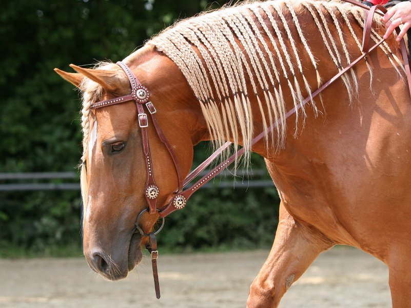 Thalmeier-Ranch 2010 071