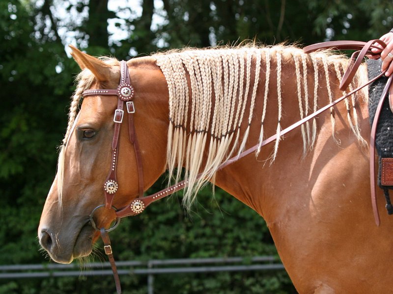 Thalmeier-Ranch 2010 072