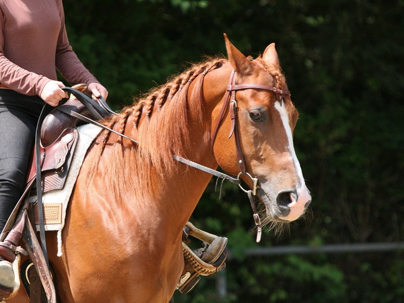 Thalmeier-Ranch 2010 074