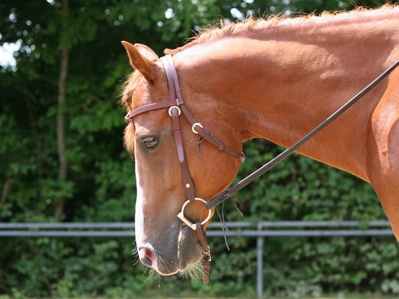 Thalmeier-Ranch 2010 076