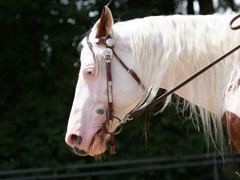 Thalmeier-Ranch 2010 081