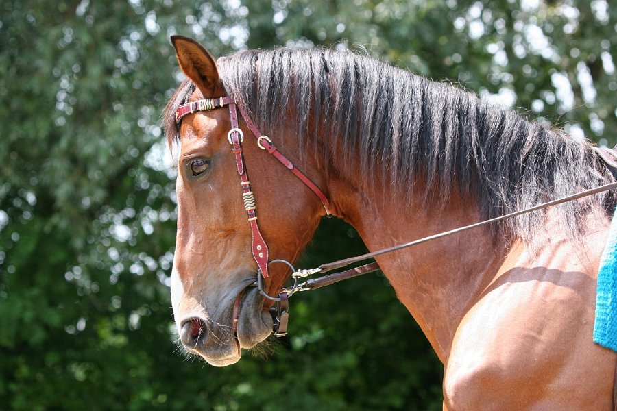 Thalmeier-Ranch 2010 083