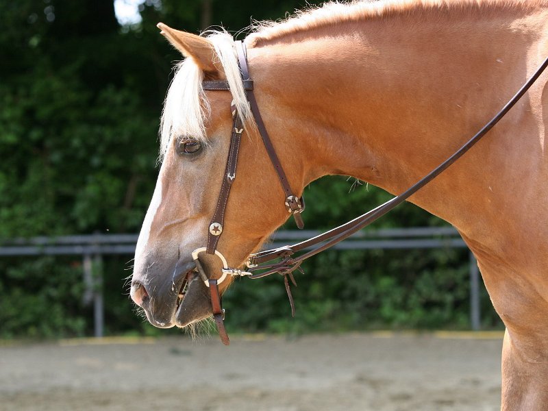 Thalmeier-Ranch 2010 085