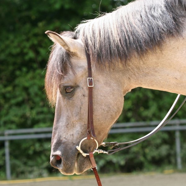 Thalmeier-Ranch 2010 088