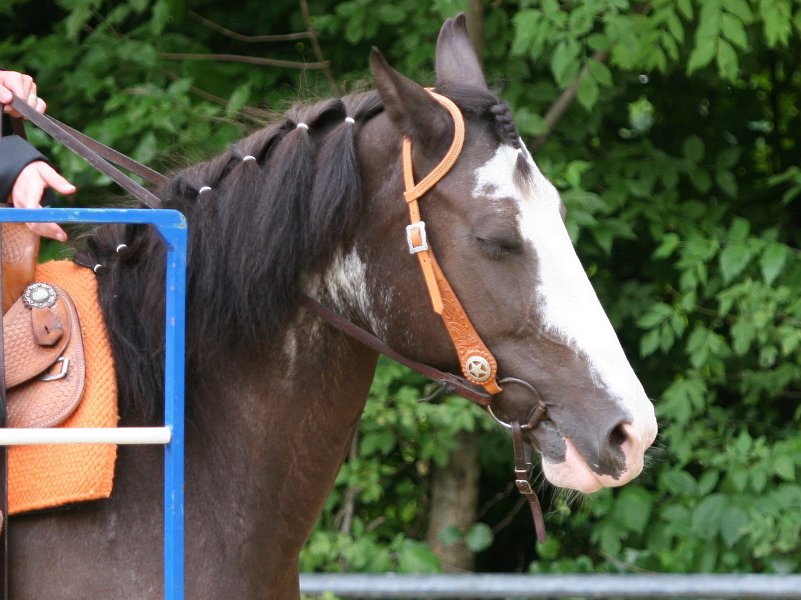 Thalmeier-Ranch 2010 115