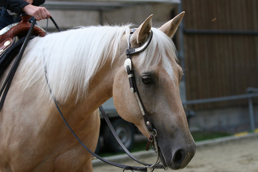 Thalmeier-Ranch 2010 118