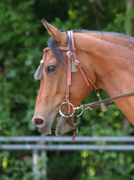 Thalmeier-Ranch 2010 136