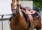 Thalmeier-Ranch 2010 003