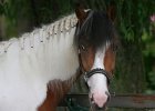 Thalmeier-Ranch 2010 004