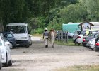Thalmeier-Ranch 2010 025