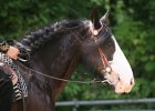 Thalmeier-Ranch 2010 068