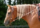 Thalmeier-Ranch 2010 072