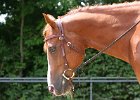 Thalmeier-Ranch 2010 076