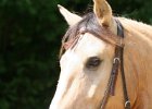 Thalmeier-Ranch 2010 078