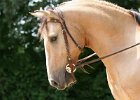 Thalmeier-Ranch 2010 079