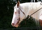 Thalmeier-Ranch 2010 081