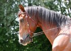 Thalmeier-Ranch 2010 083