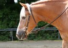 Thalmeier-Ranch 2010 085
