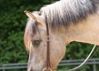Thalmeier-Ranch 2010 088