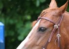 Thalmeier-Ranch 2010 114