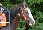 Thalmeier-Ranch 2010 115