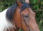 Thalmeier-Ranch 2010 130