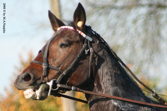 Dionysi Vilsbiburg 2008 Rennen 033