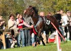 Dionysi Vilsbiburg 2008 Rennen 031