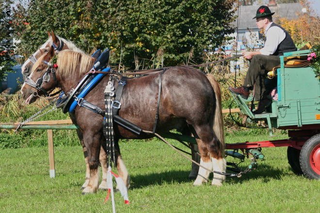 Dionysi Vilsbiburg 2008 Umritt 003