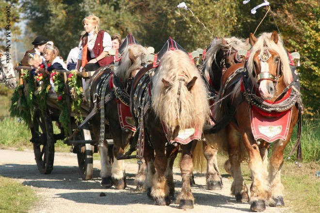 Dionysi Vilsbiburg 2008 Umritt 041