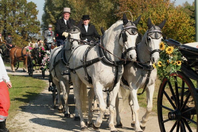 Dionysi Vilsbiburg 2008 Umritt 051