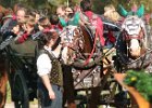 Dionysi Vilsbiburg 2008 Umritt 069