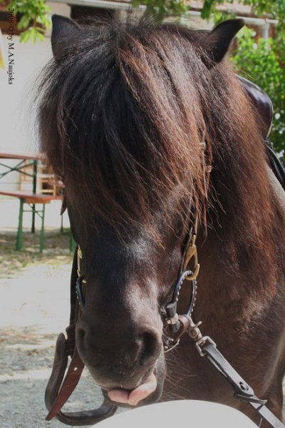 Westernturnier Hoschkara 2008 51