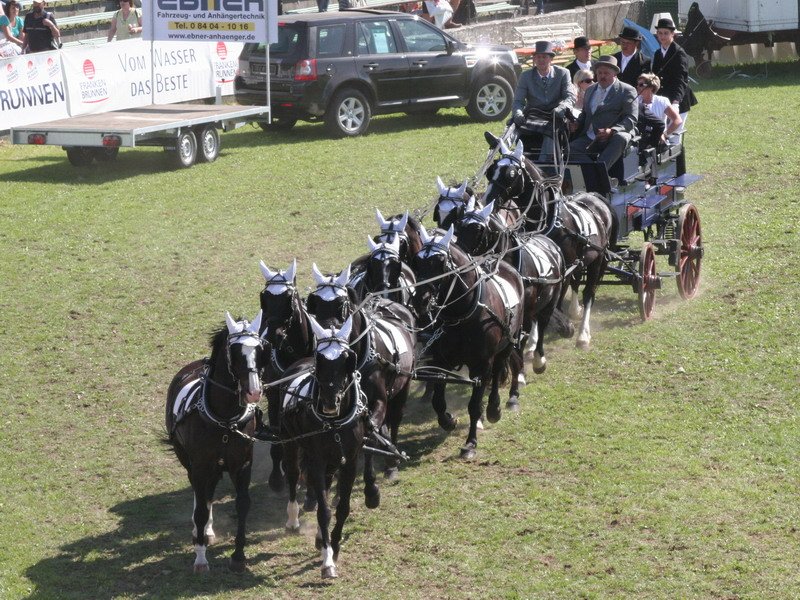Pferd International 002