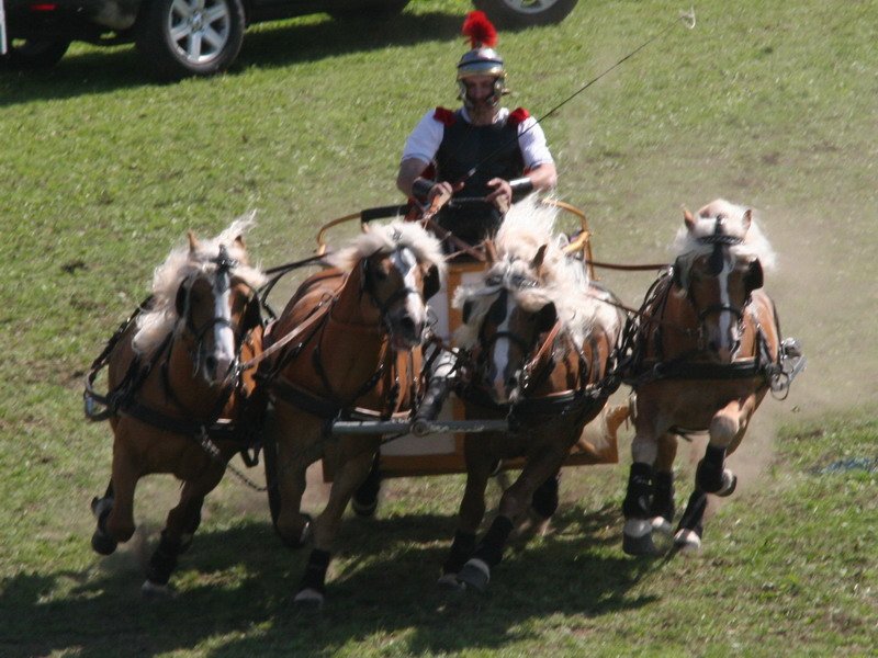 Pferd International 003