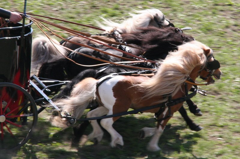Pferd International 006