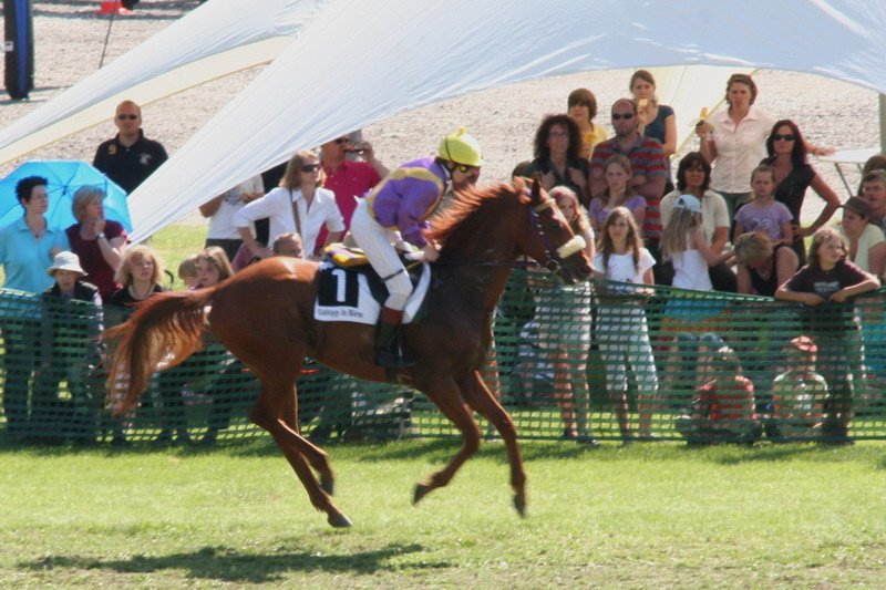 Pferd International 009