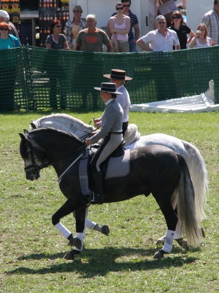 Pferd International 014