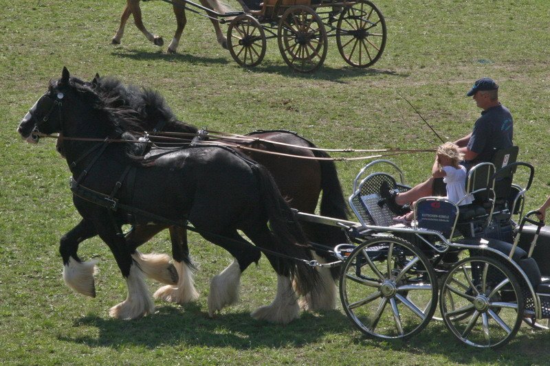 Pferd International 016