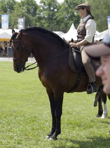 Pferd International 031