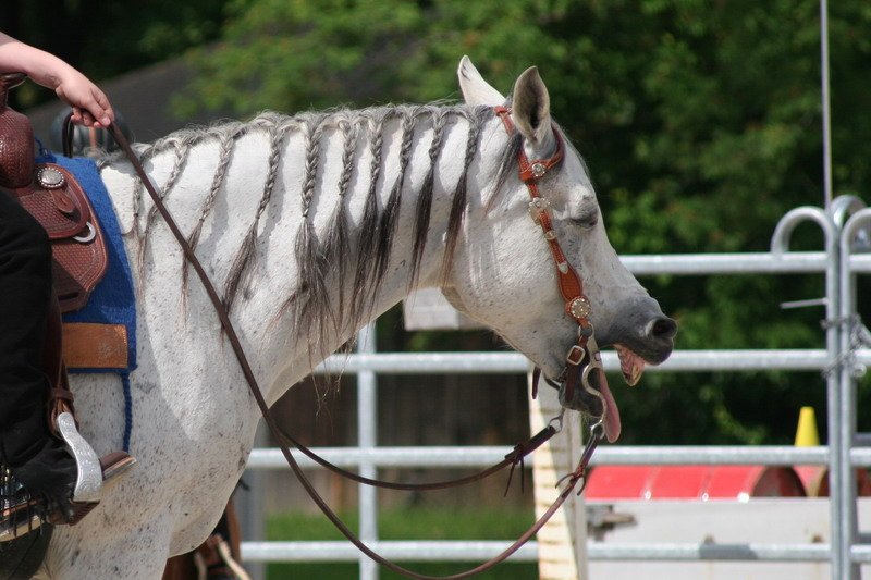 Pferd International 032