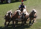 Pferd International 003