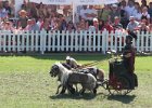 Pferd International 007