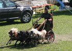 Pferd International 008
