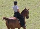 Pferd International 011