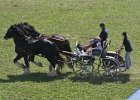 Pferd International 015