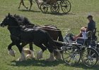 Pferd International 016