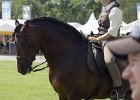 Pferd International 031